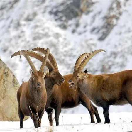 Alpine Bliss A Cosy Retreat 아파트